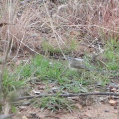 Acanthiza chrysorrhoa (Yellow-rumped Thornbill) at Dryandra St Woodland - 29 Nov 2020 by ConBoekel