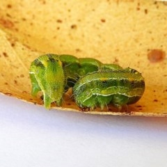 Noctuidae unclassified IMMATURE moth (Immature Noctuidae Moth) at Crooked Corner, NSW - 30 Nov 2020 by Milly