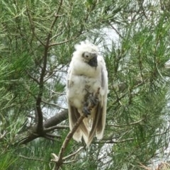 Cacatua sanguinea (Little Corella) at Molonglo Valley, ACT - 29 Nov 2020 by TrishGungahlin