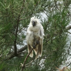 Cacatua sanguinea at Molonglo Valley, ACT - 29 Nov 2020 02:15 PM