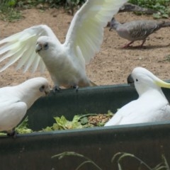 Cacatua sanguinea at Molonglo Valley, ACT - 29 Nov 2020 02:15 PM