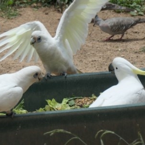 Cacatua sanguinea at Molonglo Valley, ACT - 29 Nov 2020