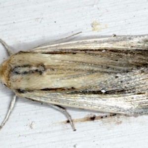 Leucania stenographa at Ainslie, ACT - 27 Nov 2020