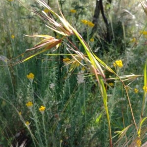 Themeda triandra at Downer, ACT - 30 Nov 2020 05:26 AM