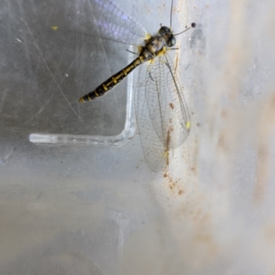 Suhpalacsa sp. (genus) (Owlfly) at Albury - 29 Nov 2020 by ChrisAllen