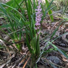 Liriope muscari (Lilyturf) at Wodonga - 29 Nov 2020 by ChrisAllen