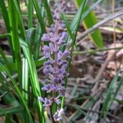 Liriope muscari at Wodonga, VIC - 29 Nov 2020 10:44 PM