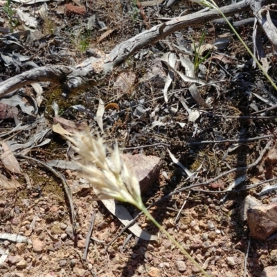 Rytidosperma sp. (Wallaby Grass) at Downer, ACT - 30 Nov 2020 by Avery