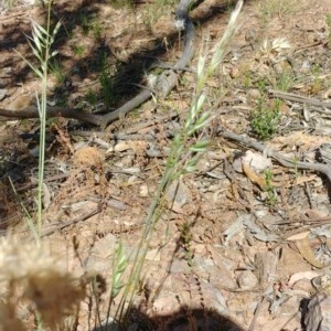 Rytidosperma sp. at Downer, ACT - 30 Nov 2020