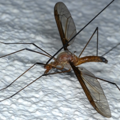 Leptotarsus (Macromastix) costalis (Common Brown Crane Fly) at Ainslie, ACT - 28 Nov 2020 by jb2602