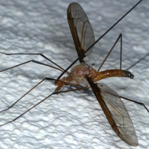 Leptotarsus (Macromastix) costalis at Ainslie, ACT - 28 Nov 2020