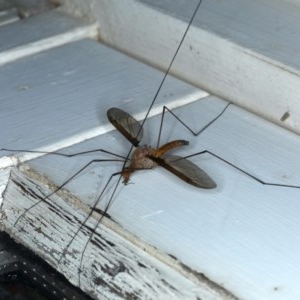 Leptotarsus (Macromastix) costalis at Ainslie, ACT - 28 Nov 2020 09:53 AM