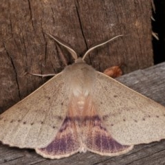 Arhodia lasiocamparia (Pink Arhodia (Oenochrominae)) at Melba, ACT - 13 Nov 2020 by kasiaaus