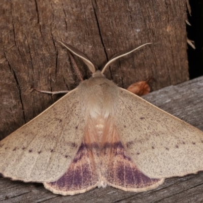 Arhodia lasiocamparia (Pink Arhodia (Oenochrominae)) at Melba, ACT - 13 Nov 2020 by kasiaaus