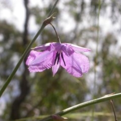 Arthropodium fimbriatum (Nodding Chocolate Lily) at Watson, ACT - 30 Nov 2020 by waltraud