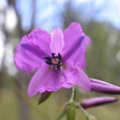 Arthropodium fimbriatum at Watson, ACT - 30 Nov 2020