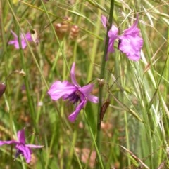 Arthropodium fimbriatum at Watson, ACT - 30 Nov 2020 02:17 AM