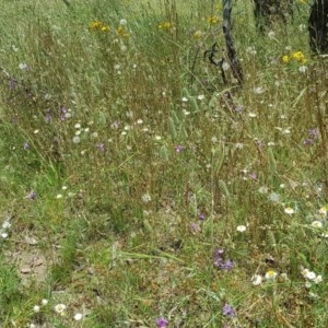 Arthropodium fimbriatum at Watson, ACT - 30 Nov 2020