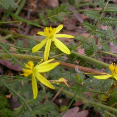 Tricoryne elatior (Yellow Rush Lily) at Watson, ACT - 29 Nov 2020 by waltraud