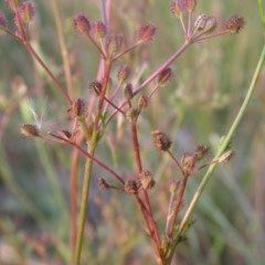 Daucus glochidiatus (Australian Carrot) at Watson, ACT - 30 Nov 2020 by waltraud