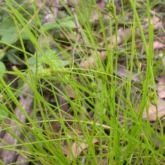 Carex inversa (Knob Sedge) at Mount Majura - 29 Nov 2020 by waltraud