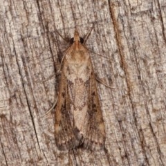 Achyra affinitalis (Cotton Web Spinner, Pyraustinae) at Melba, ACT - 13 Nov 2020 by kasiaaus