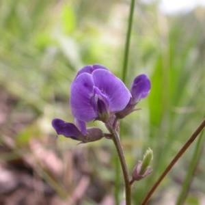 Glycine tabacina at Watson, ACT - 30 Nov 2020 03:34 AM