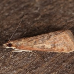 Achyra affinitalis (Cotton Web Spinner) at Melba, ACT - 13 Nov 2020 by kasiaaus