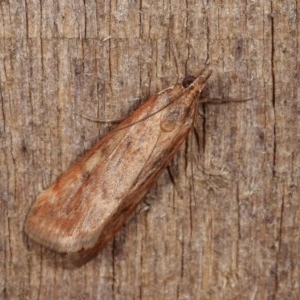 Achyra affinitalis at Melba, ACT - 13 Nov 2020 12:31 PM