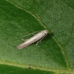 Bedellia somnulentella (Sweet Potato Leaf Miner) at Melba, ACT - 13 Nov 2020 by kasiaaus