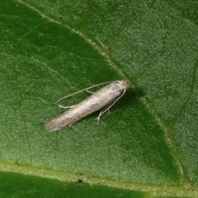 Bedellia somnulentella (Sweet Potato Leaf Miner) at Melba, ACT - 13 Nov 2020 by kasiaaus