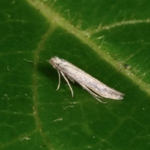 Tineidae (family) at Melba, ACT - 13 Nov 2020