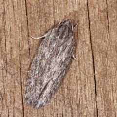 Agriophara dyscapna (A Flat-bodied moth (Depressidae) at Melba, ACT - 13 Nov 2020 by kasiaaus