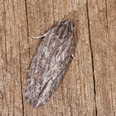 Agriophara dyscapna (A Flat-bodied moth (Depressidae) at Melba, ACT - 13 Nov 2020 by kasiaaus