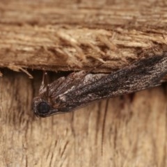 Nyctereutica sp. (genus) at Melba, ACT - 13 Nov 2020 by kasiaaus