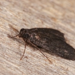 Nyctereutica sp. (genus) at Melba, ACT - 13 Nov 2020