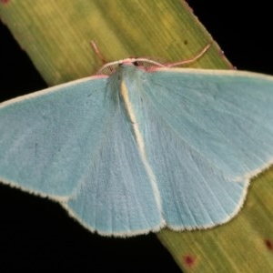 Chlorocoma assimilis at Melba, ACT - 13 Nov 2020