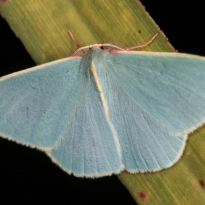 Chlorocoma assimilis (Golden-fringed Emerald Moth) at Melba, ACT - 13 Nov 2020 by kasiaaus