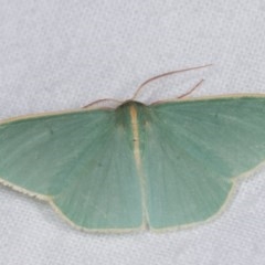 Chlorocoma assimilis at Melba, ACT - 13 Nov 2020