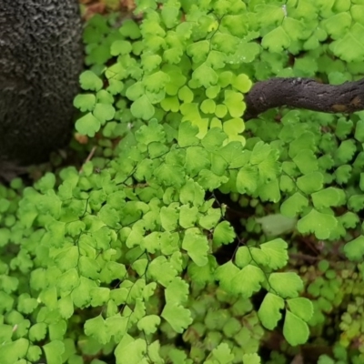 Adiantum aethiopicum (Common Maidenhair Fern) at Michelago, NSW - 29 Nov 2020 by Jiggy