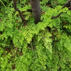 Adiantum aethiopicum at Michelago, NSW - 29 Nov 2020