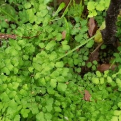 Adiantum aethiopicum at Michelago, NSW - 29 Nov 2020