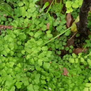 Adiantum aethiopicum at Michelago, NSW - 29 Nov 2020