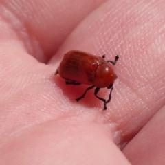 Aporocera (Aporocera) haematodes (A case bearing leaf beetle) at Campbell, ACT - 30 Nov 2020 by FeralGhostbat