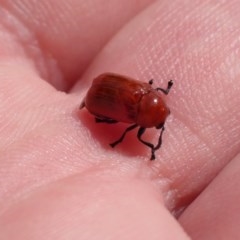 Aporocera (Aporocera) haematodes (A case bearing leaf beetle) at Mount Ainslie - 29 Nov 2020 by FeralGhostbat