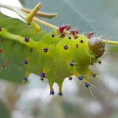 Opodiphthera eucalypti (Emperor Gum Moth) at Michelago, NSW - 29 Nov 2020 by Jiggy