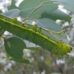 Opodiphthera eucalypti at Michelago, NSW - 29 Nov 2020 10:31 PM