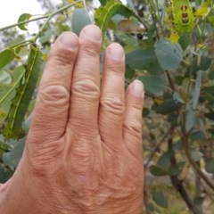 Opodiphthera eucalypti at Michelago, NSW - 29 Nov 2020