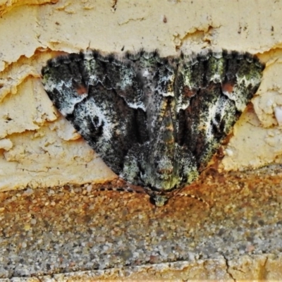 Aeolochroma metarhodata (Tea-tree Emerald (Geometrinae)) at Wanniassa, ACT - 30 Nov 2020 by JohnBundock