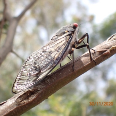 Psaltoda moerens (Redeye cicada) at Mount Ainslie - 29 Nov 2020 by FeralGhostbat